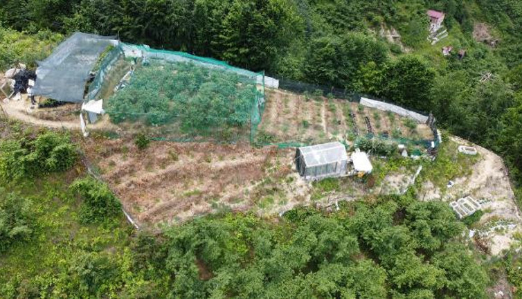 Trabzon'da 1 dönüme ekti yılda 100 TL kazanıyor