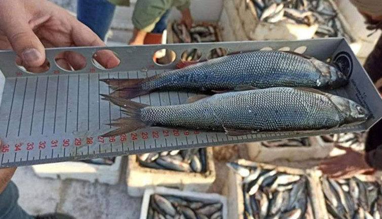 Koruma altına alınan inci kefalinin boyu uzadı. Marmara ve Karadeniz’deki balıkçılar utanır belki