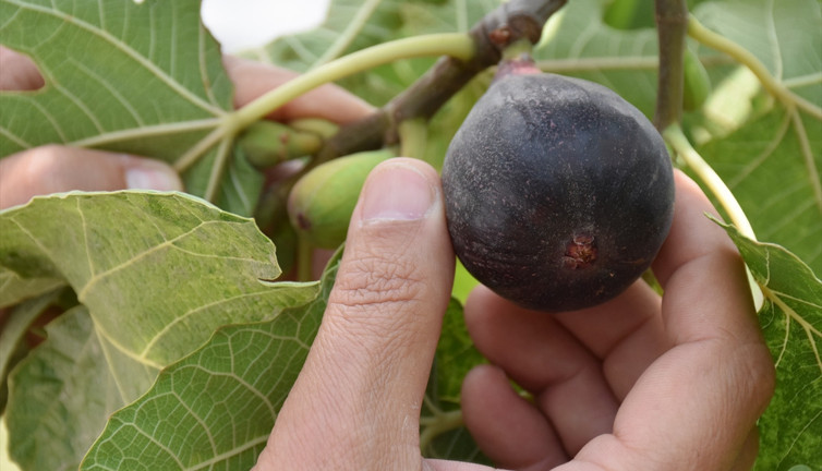 Aydın'da yılın ilk inciri hasat edildi