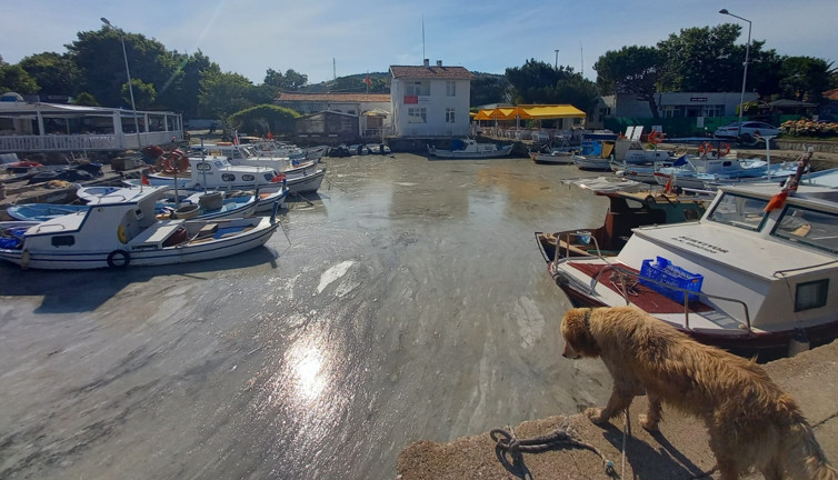 Müsilaj Ege'nin cennet adasını da teslim aldı
