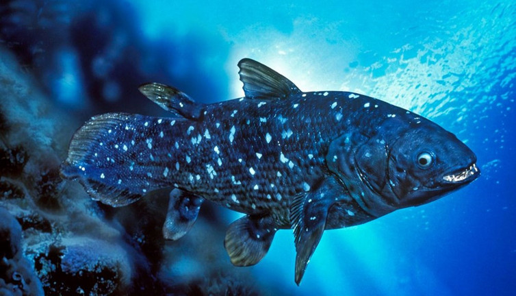 Yeni keşif: 'Yaşayan fosil' balık 100 yıl yaşıyor, hamileliği 5 yıl sürüyor