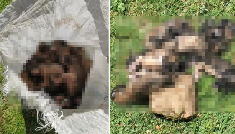 Denizli'de 20 yavru köpeği çuvallara koyup dereye attılar