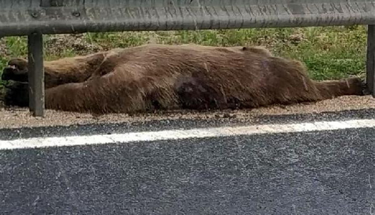 Ankara'da yola inen ayıya araç çarptı
