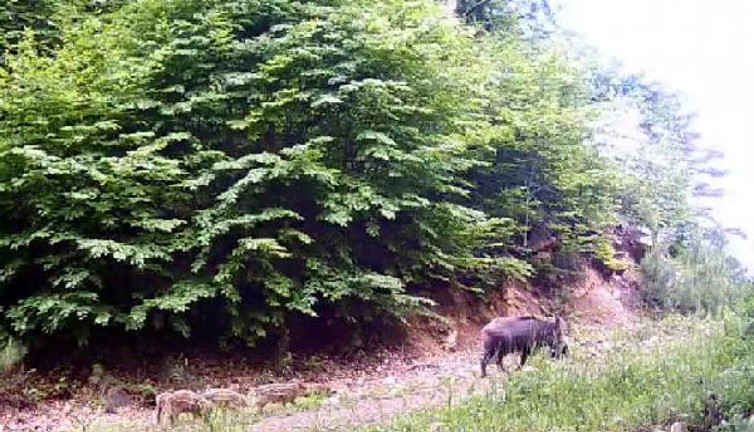 Bolu’da yaban hayat fotokapanla görüntülendi