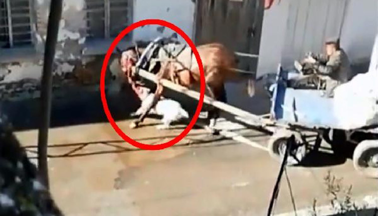 Sahipsiz Pitbull ata dehşeti yaşattı