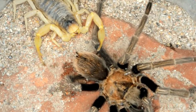 Akrep ile tarantula ölümüne kapıştı