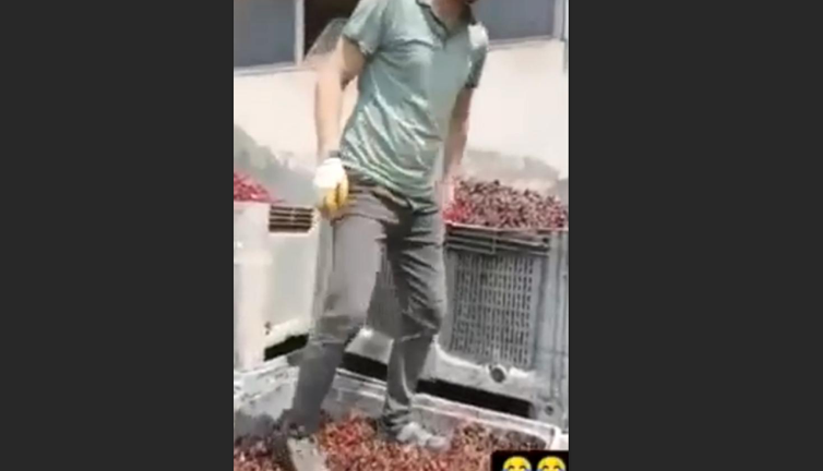 Vişneleri ayaklarıyla çiğneyenler serbest