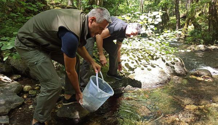 Kazdağları'nda derelere yavru kırmızı benekli alabalıklar bırakıldı
