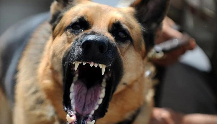 Köpeklerin saldırısında kendini savundu karakolluk oldu. Bu tehlikeye kim dur diyecek