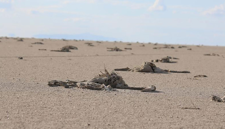 Anketlerdeki son durum darmadağın oldu. Bunu gören herkes gerçeği anlayıp oyunu değiştirdi