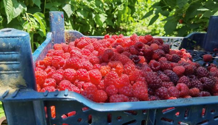 Dağların zirvesinde yetişiyor kilosu 30 TL'den satılıyor