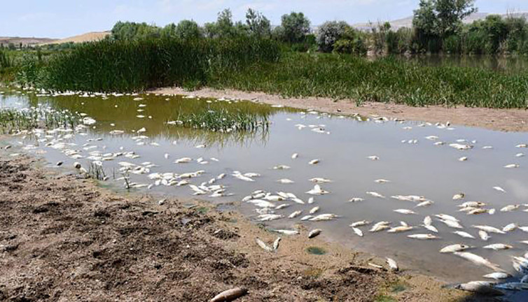 Balık ölümlerinin sebebi belli oldu