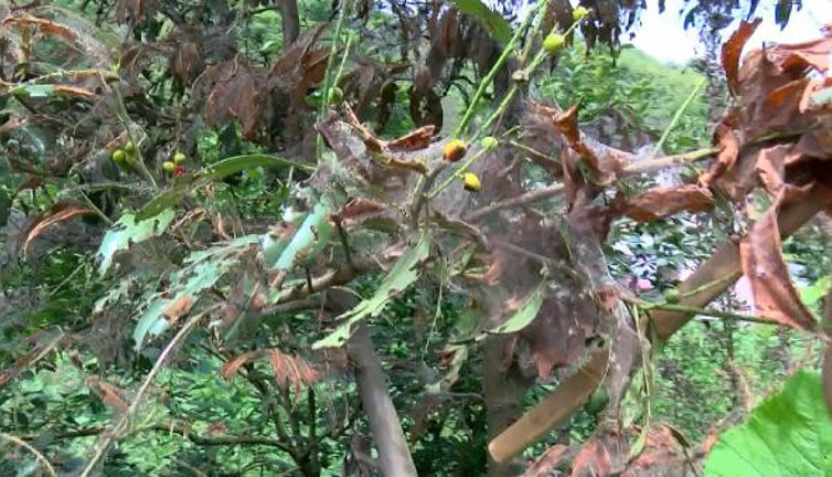 Beykozlu kabusu yaşıyor. Örümcek ağı gibi sardı. Her yeri istila etti