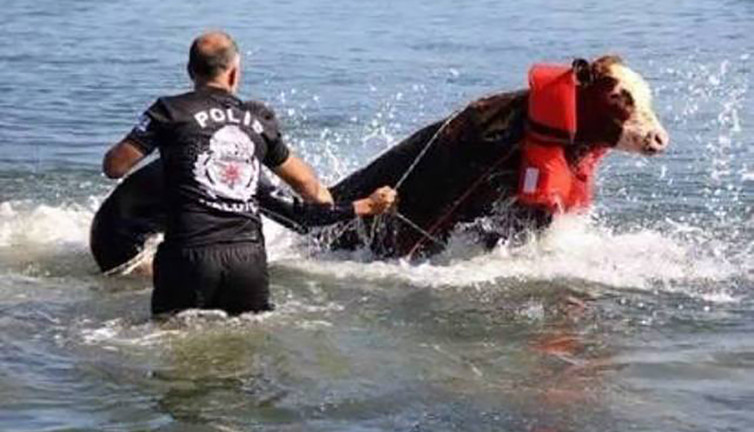 Unutulmaz Kurban Bayramı fotoğrafı yorumu: ''Anam avradım olsun ben bir balinayım''