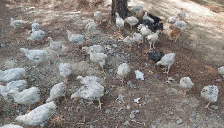 Eskiden bebekler terk edilirdi. Şimdi yüzlerce civciv ölüme terk edildi.