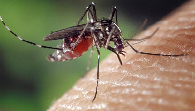 Uzmanından kritik Asya Kaplan Sivrisineği uyarısı. Dikkat ölümcül olabilir