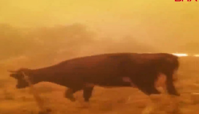 Hayvanlarıyla alevlerin ortasında kaldı. Çiftçinin feryadı yürekleri dağladı