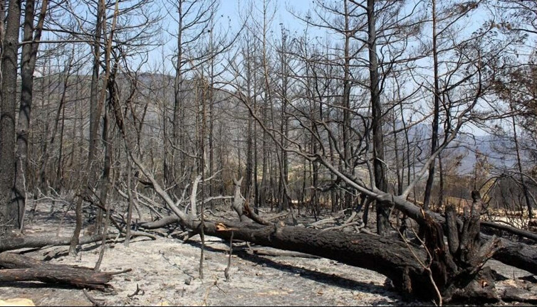 CHP'li Budak: Yangınların faturası 300 milyarı aşacak