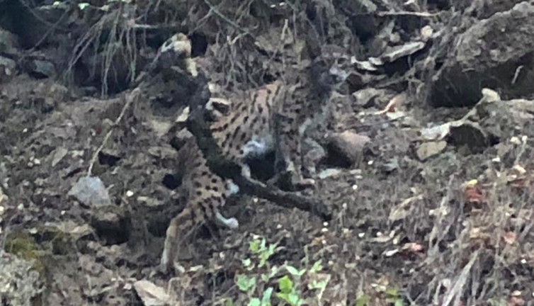 Kırmızı listede yer alıyor. Ormanın hayaleti görüntülendi