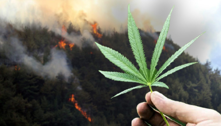 Yeniden Refah Partisi önerdi: Yanan orman alanlarına geçici olarak kenevir dikilebilir!