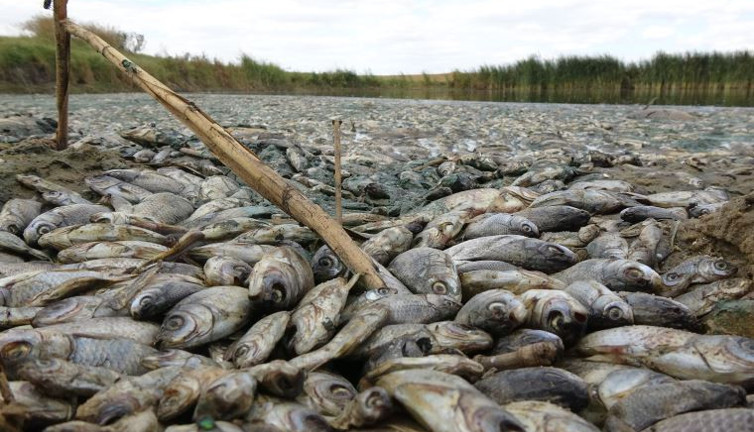 Gölette binlerce balık öldü; kirleten işletmeye 96 bin lira ceza kesildi