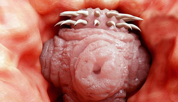 Hayvandan insana geçiyor beyni tamamen istila ediyor