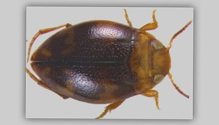 Adıyaman’da yeni böcek türü keşfedildi