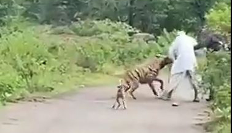 Cesur adam sırtlanı dövüp hayat kurtardı