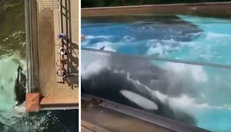 42 Yıldır hapis olan balina Kiska intihara kalkıştı