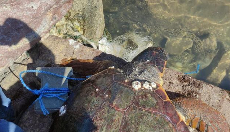 Ayağına taş bağlayıp denize attılar