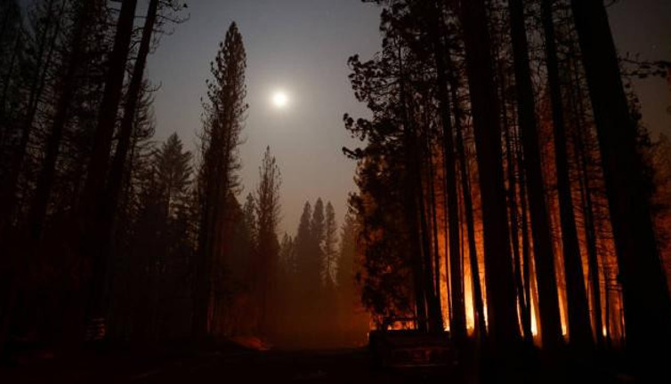 Dünyanın en büyük ağaçları tehdit altında