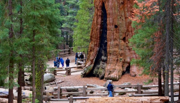 California’da 2 bin 500 yıllık ağaç yanmak üzere