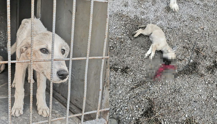 23 köpek ölüme terk edildi