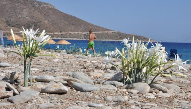 Kum zambakları mevsimi açıldı. Koparana büyük ceza geldi