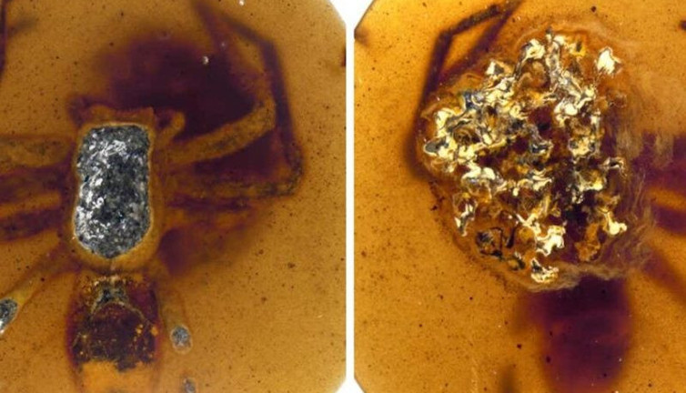 Örümceklerin 99 milyon yıllık sırrı keşfedildi