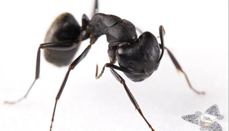 Dünyanın en küçük dronu geliştirildi