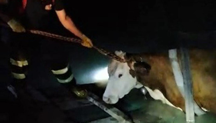 Yangın havuzuna düşen ineğin yardımına itfaiye yetişti