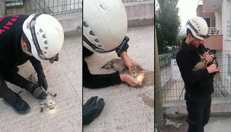 Kalbi duran kedi kalp masajıyla hayata döndü