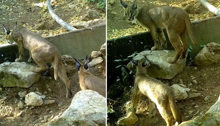 Ormanın hayalet kedisi Antalya'da görüntülendi