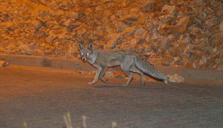 Mardin'de tilkiler sokaklara indi