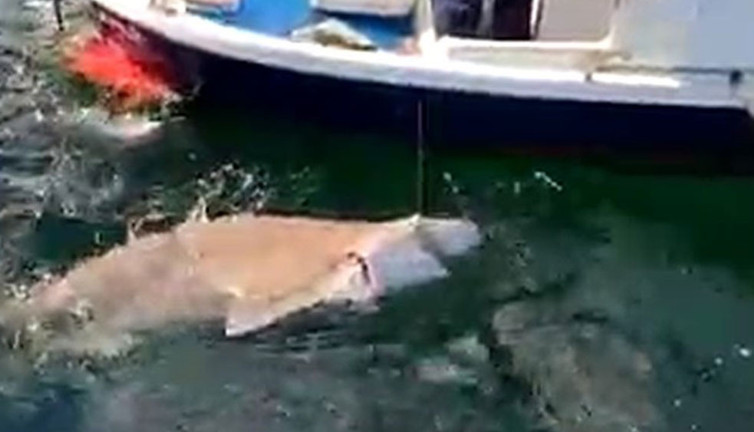 Çanakkale Boğazı'nda 2,5 metre boyunda köpek balığı yakaladı