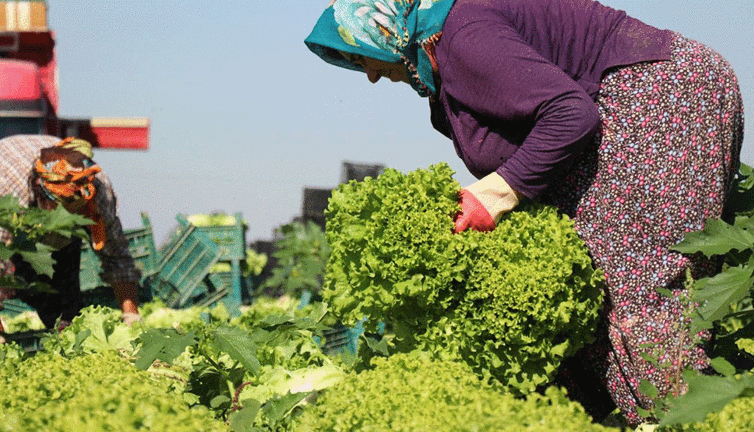 Marul tarlada 50 kuruş markette 8 lira. Vatandaş yaşamasın mı