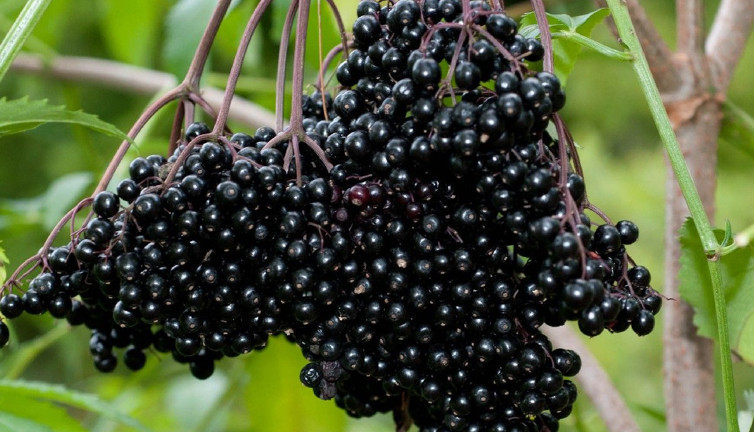 Gribi yerle bir ediyor burun akmasına set çekiyor