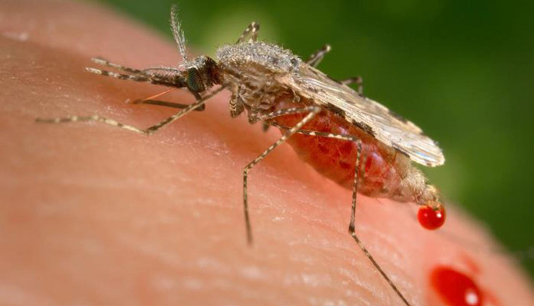 Sivrisineklerin ölümcül virüs testi pozitif çıktı
