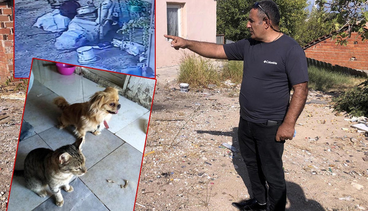 İzmir’de pitbull dehşeti. Leo’yu öldürüp kediyi ve sahibini yaraladılar