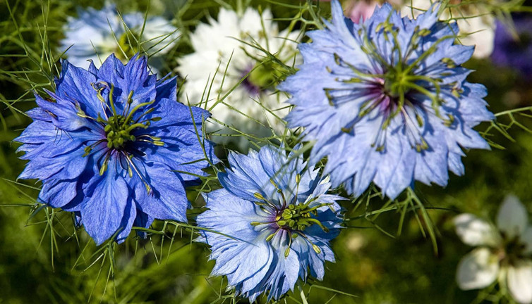 Öksürüğü bıçak gibi kesiyor ağrıları anında dindiriyor