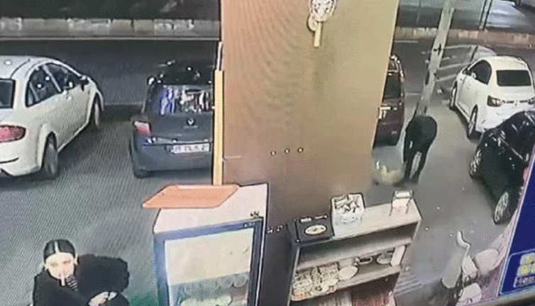 Suratından bıçaklanan köpek kan revan içinde dükkana sığındı