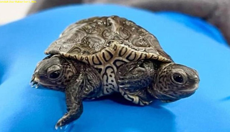 ABD’de 2 başlı 6 ayaklı kaplumbağa
