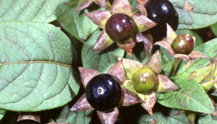 Safranbolu'da "güzel avrat otu" meyvesi yiyen 6 kişiden 4'ü zehirlendi
