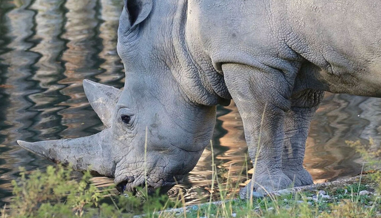 Dünyanın en yaşlı gergedanı hayatını kaybetti
